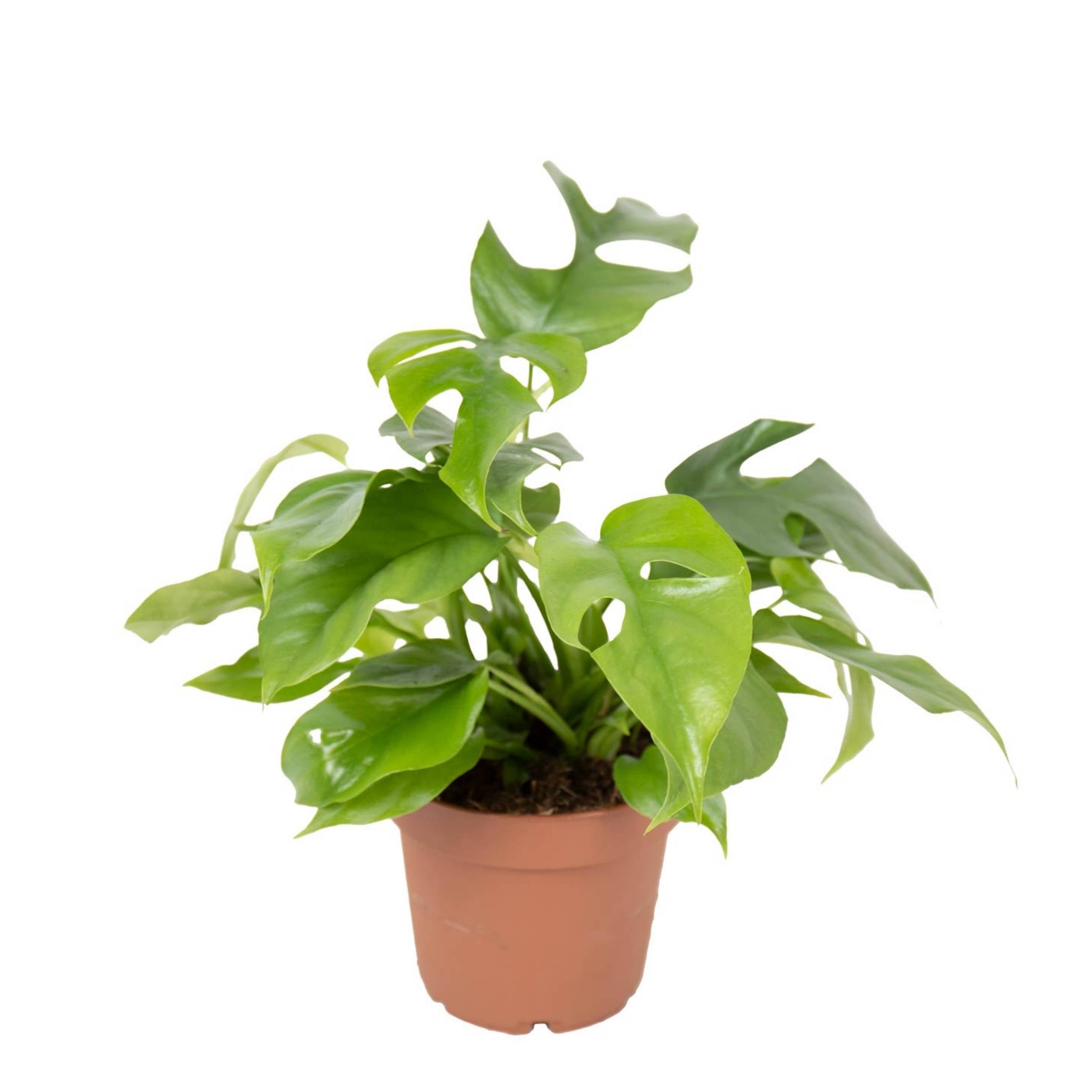 planta de interior suspensa ou trepadeira monstera minima com folhas verdes com grandes recortes em vaso de plástico